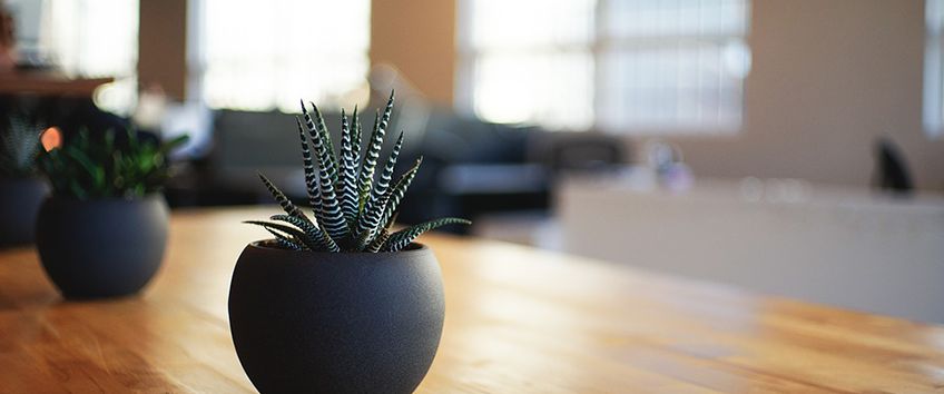 A clean indoor space with plants.