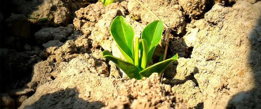 Sapling growing in the solid