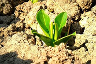 Sapling growing in the soil