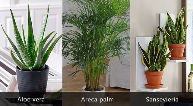 Plants Aloe vera , Areca