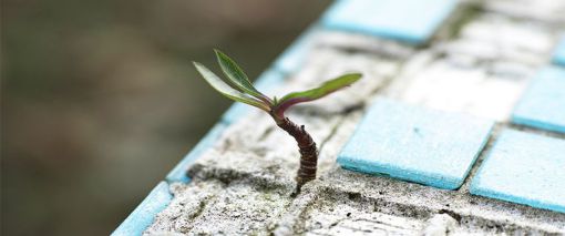 A plant growing in concrete